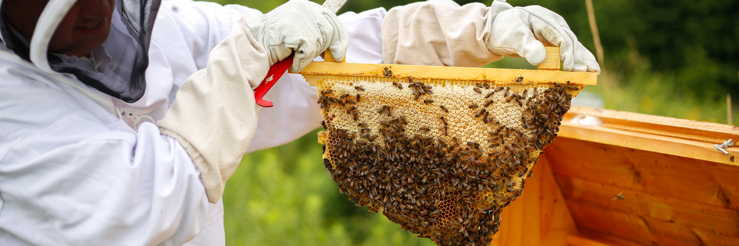 Bee keeper at Honey Creek Resort