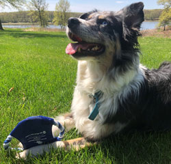 Dog laying on grass with frisbee and lake in the background