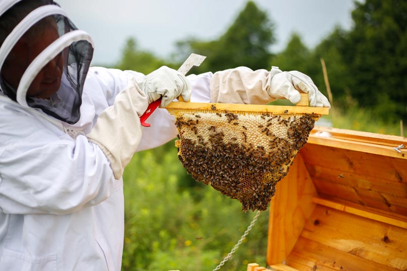 Beekeeper maintaining the hives at Honey Creek Resort