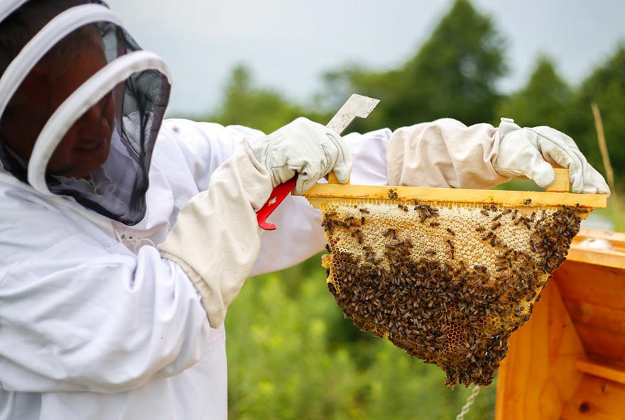 Beekeeper maintaining the hives at Honey Creek Resort