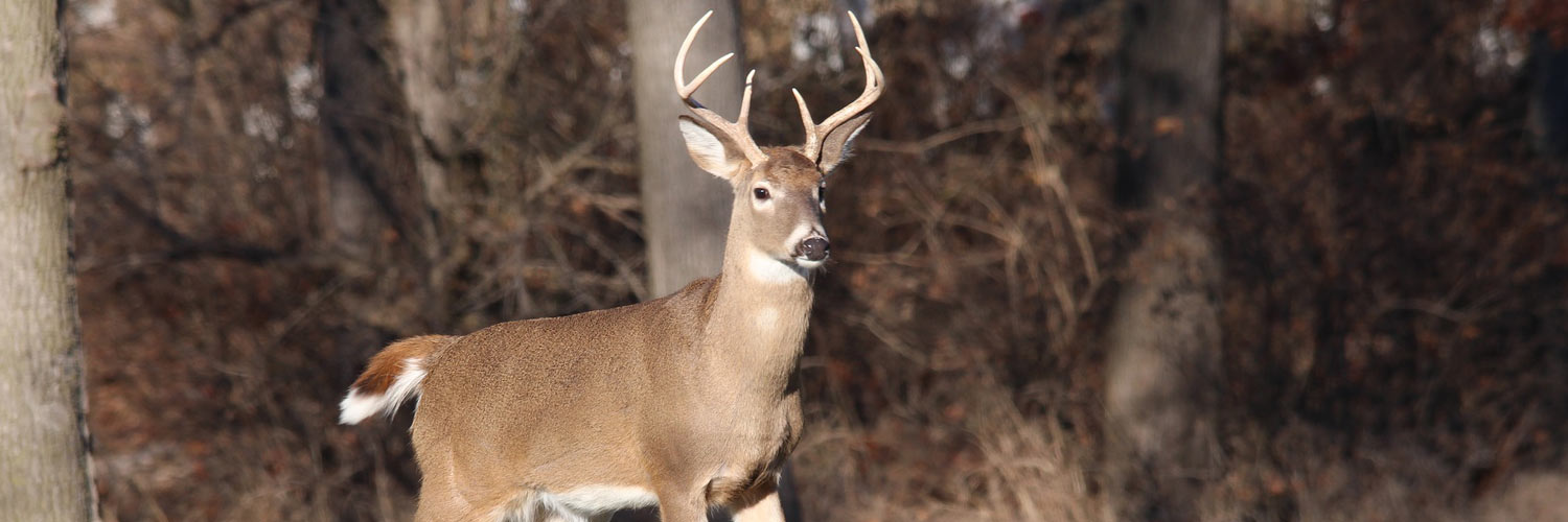 A white-tailed deer stands near a wooded area