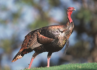 A wild turkey stands on grass