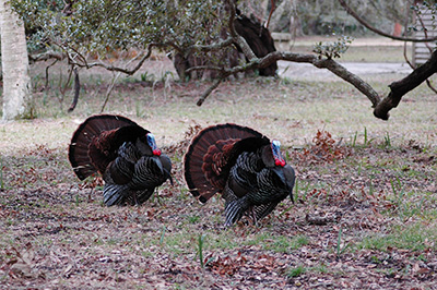 Two wild turkeys walk near trees